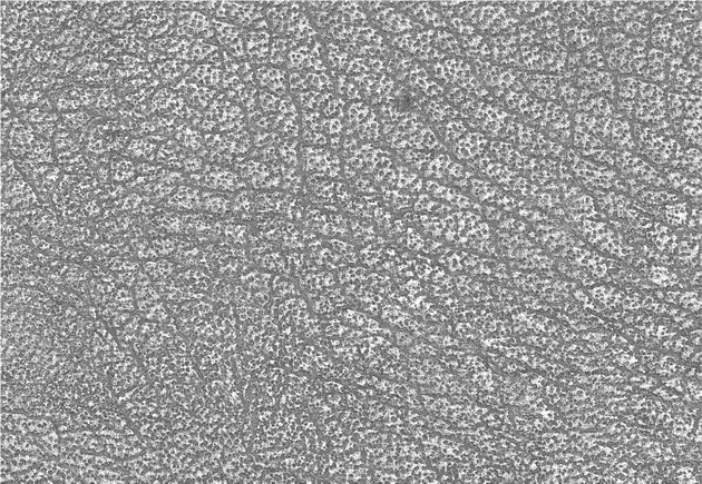 Scan 3D de cuir Focus X scan texture cuir
